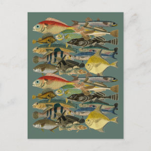 Fiske efter Tropical Fish Ocean Exotic Fishing Vykort