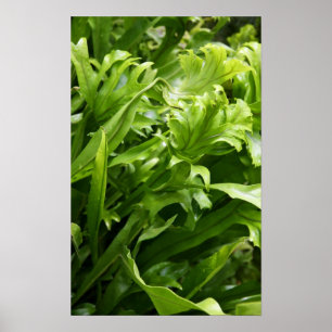 Fiske Fern Poster