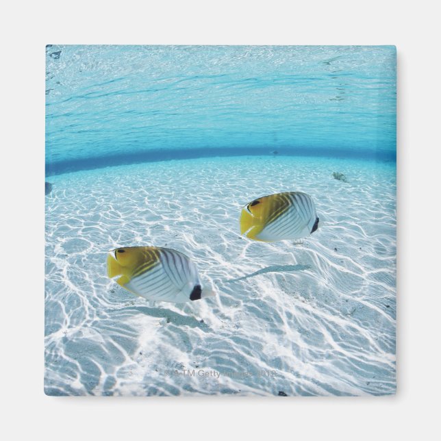 Fiske i havet 2 magnet (Framsidan)