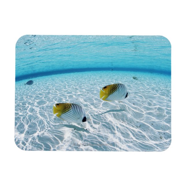 Fiske i havet 2 magnet (Horisontell)
