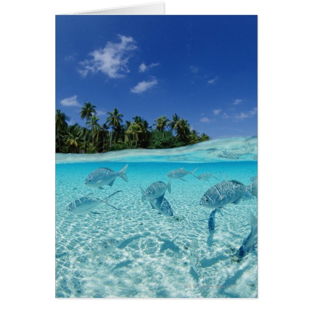 Fiske i havet hälsningskort (Framsidan)