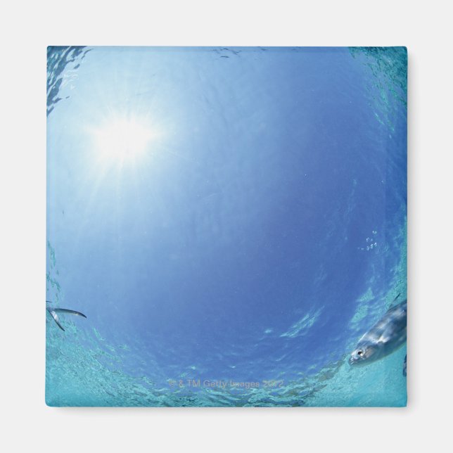 Fiske i havet magnet (Framsidan)