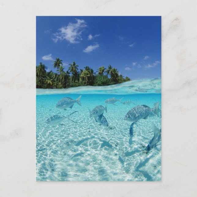 Fiske i havet vykort (Framsida)