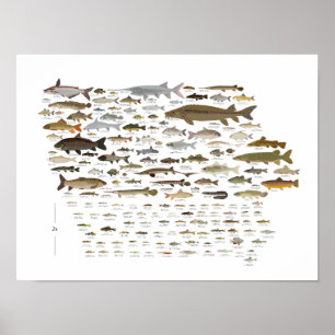 Fiske i Iowa Poster