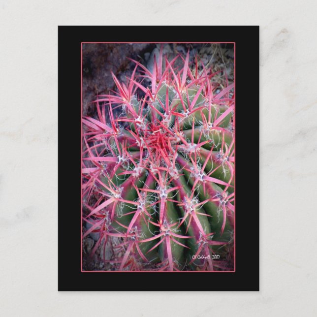 Fiske Krok Vykort (Framsida)