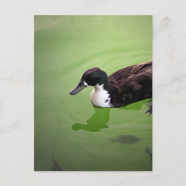 Fiske med ankor vykort (Framsida)