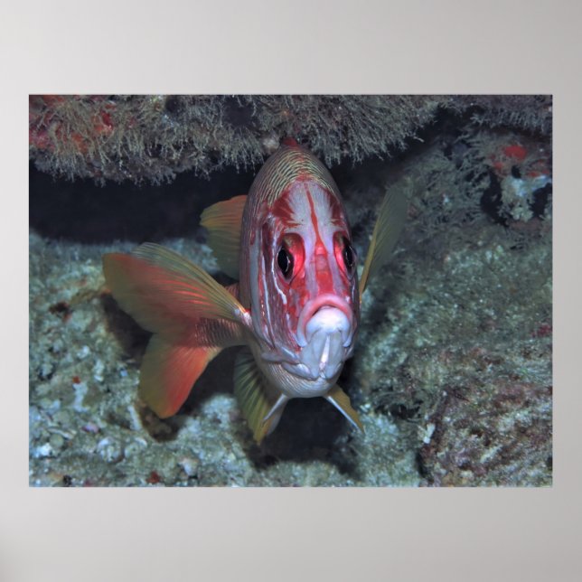 Fiske Poster (Framsidan)
