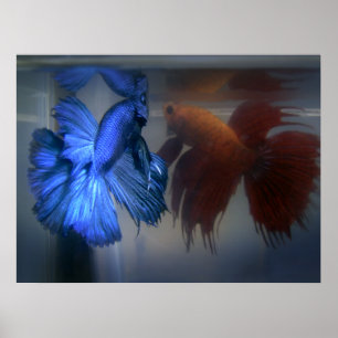 Fiske Poster