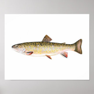 Fiske poster - Brook Trout Female Fish