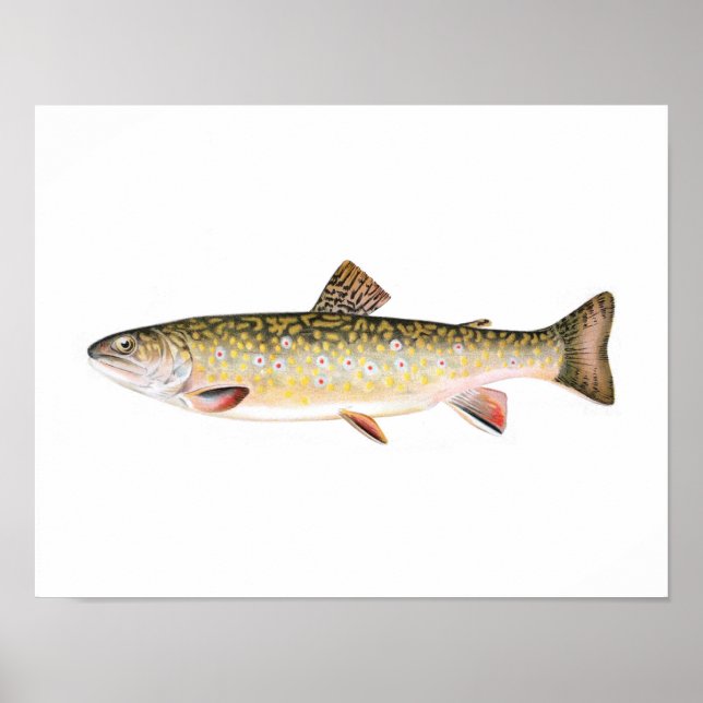 Fiske poster - Brook Trout Female Fish (Framsidan)
