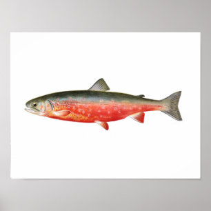 Fiske poster - guldregnerade fisk