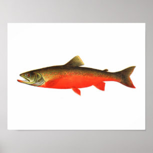 Fiske poster - kanadensisk rödöring male Fish