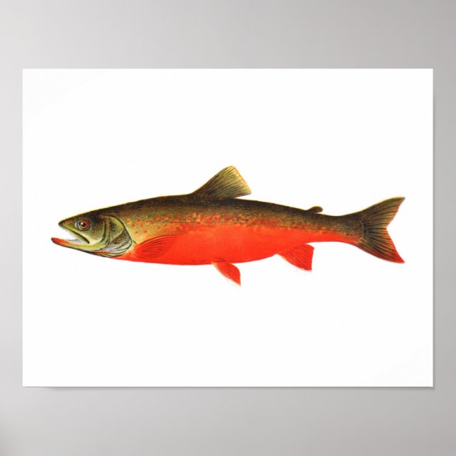 Fiske poster - kanadensisk rödöring male Fish (Framsidan)