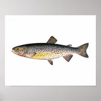 Fiske poster - tahoe Trout Fish