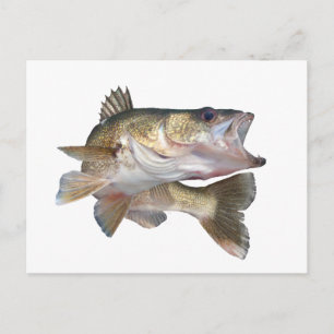 Fiske Walleye Vykort
