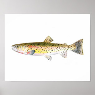 Fiskefartyg - poster haverfisk från Rocky Mountain