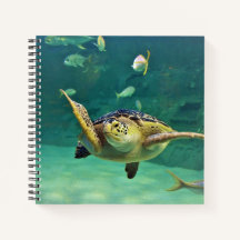 Fiskefoto från Turtle Sea Vatten