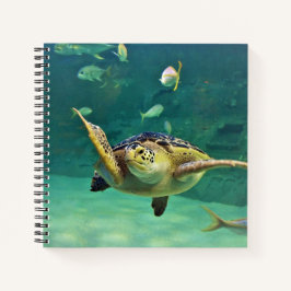 Fiskefoto från Turtle Sea Vatten