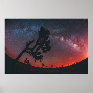 FISKEFOTOGRAFI AV SILHOUETTE TRÄD POSTER