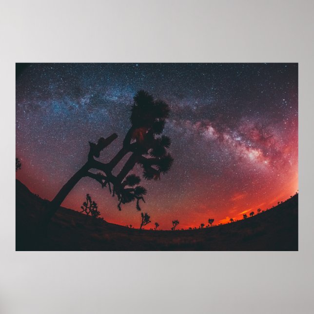 FISKEFOTOGRAFI AV SILHOUETTE TRÄD POSTER (Framsidan)