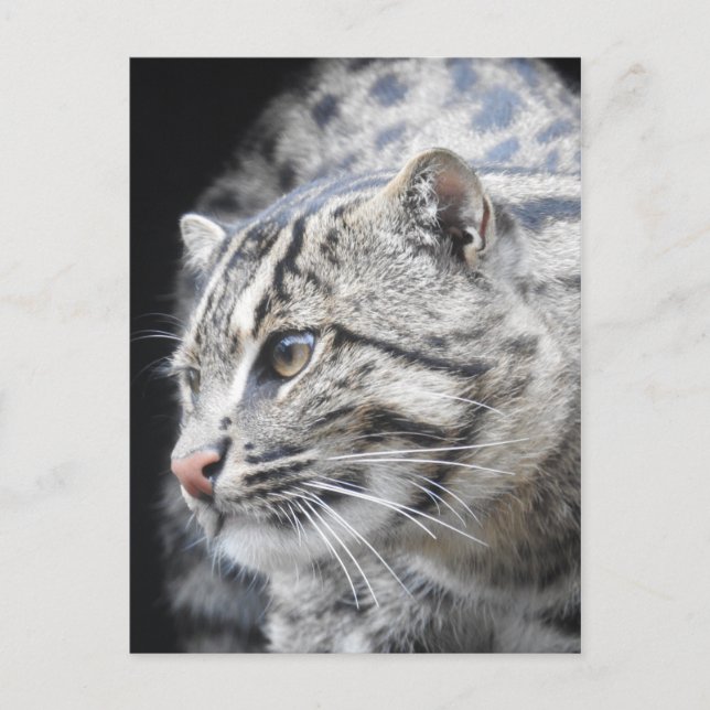 Fiskekatt Vykort (Framsida)