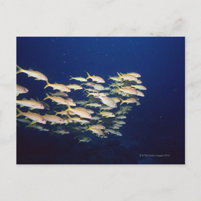 Fiskekola 8 vykort (Framsida)