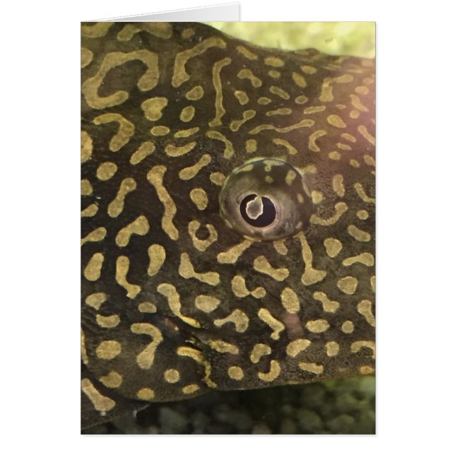 Fiskekort Öga Hälsningskort (Framsidan)