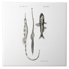 Fisken för vintagevetenskap NZ - leda i rör och Kakelplatta