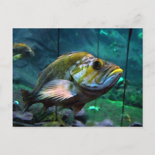 Fisken Vykort (Framsida)