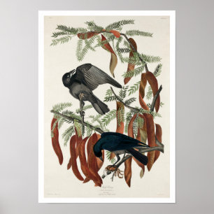Fiskens Kråka efter Audubon Poster