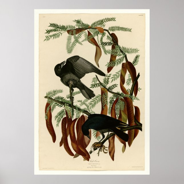 Fiskens Kråka Poster (Framsidan)