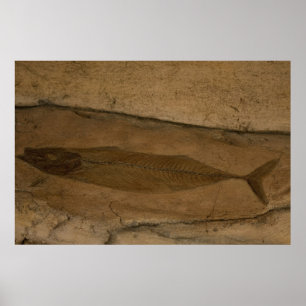 Fiskfossil Poster