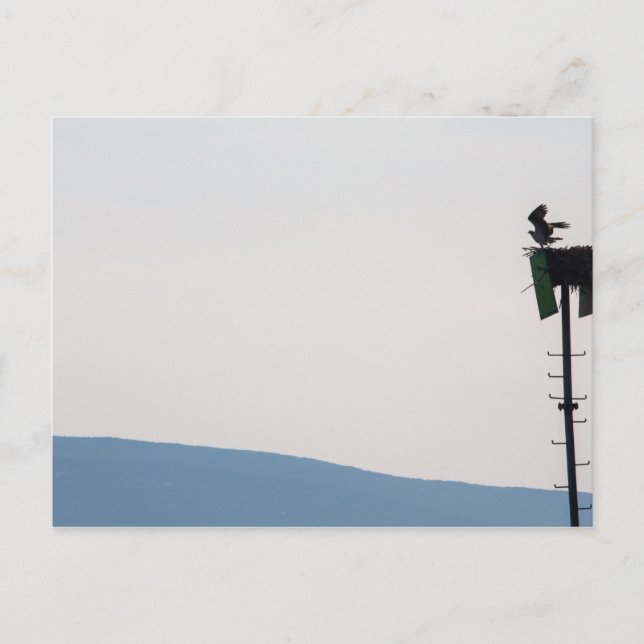 Fiskgjuse framför Mount Desert Island, Maine Vykort (Framsida)