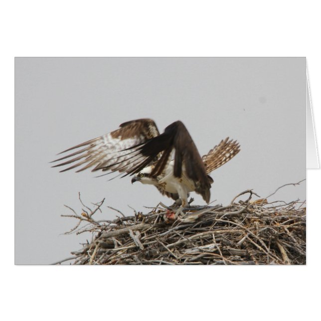 Fiskgjuse Hälsningskort (Framsidan Horizontal)