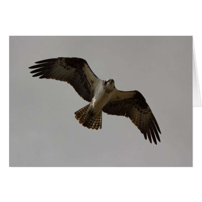 Fiskgjuse II Hälsningskort (Framsidan Horizontal)