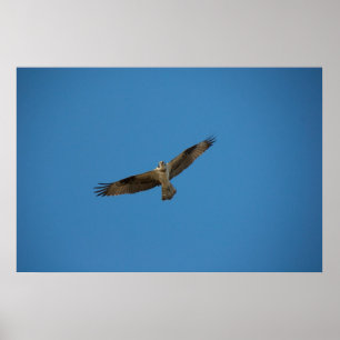 Fiskgjuse "kung av den döda floden ", poster