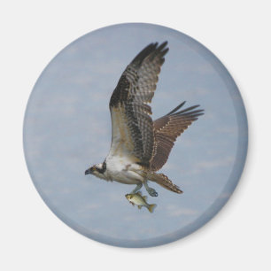 Fiskgjuse Magnet