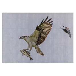 Fiskgjuse som jagas av en röd bevingad blackbird