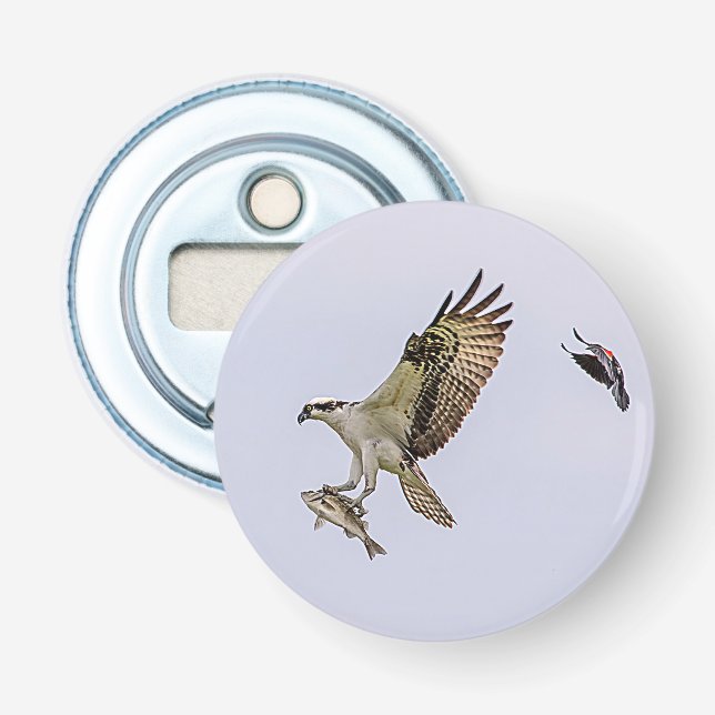 Fiskgjuse som jagas av en röd bevingad blackbird flasköppnare (Framsidan)