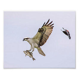 Fiskgjuse som jagas av en röd bevingad blackbird fototryck