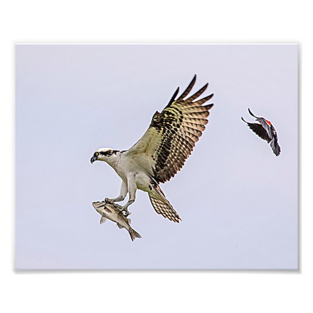 Fiskgjuse som jagas av en röd bevingad blackbird fototryck (Framsidan)