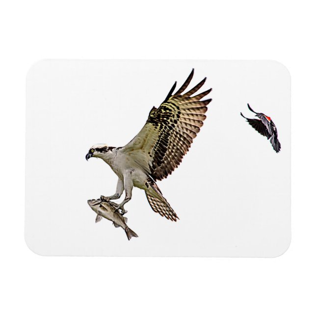 Fiskgjuse som jagas av en röd bevingad blackbird magnet (Horisontell)