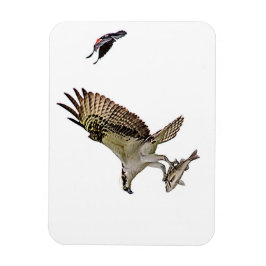 Fiskgjuse som jagas av en röd bevingad blackbird magnet