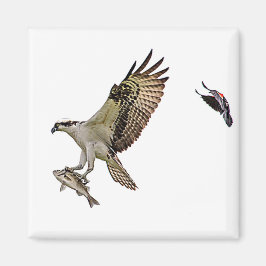 Fiskgjuse som jagas av en röd bevingad blackbird magnet