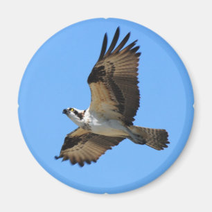 Fiskgjusefågelmagnet Magnet