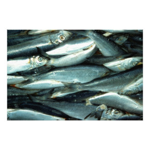 Fiskkanvas Fototryck