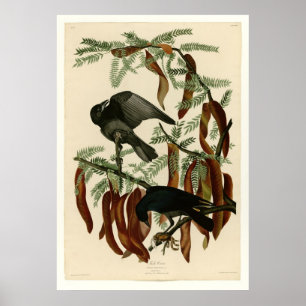 Fiskkråka Poster