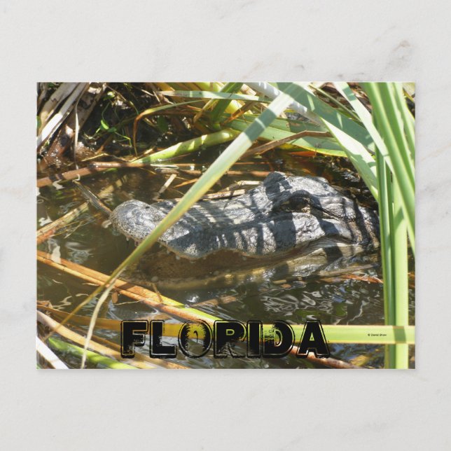 Fiskläger, Florida Vykort (Framsida)