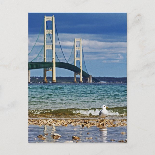 Fiskmås av Mackinac Bridge Vykort (Framsida)