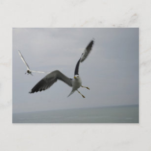 Fiskmås Bird Vykort